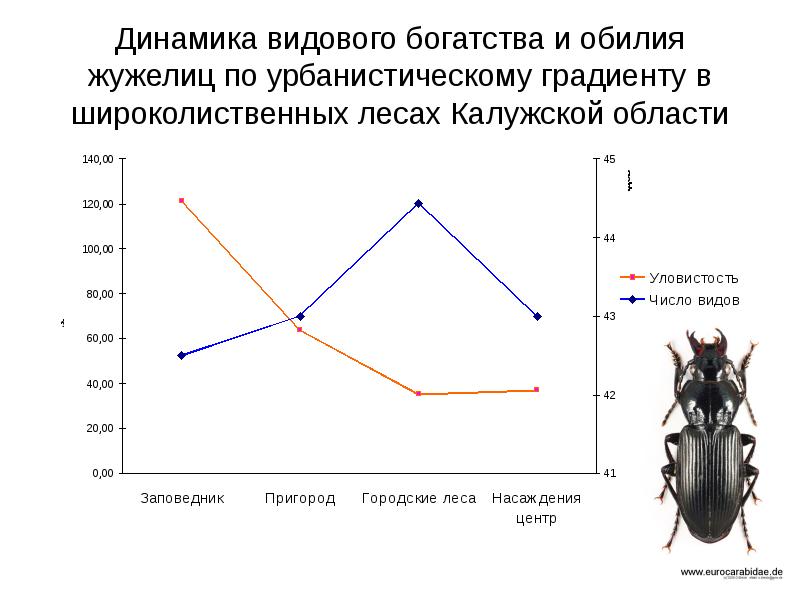 Какой тип развития характерен для жужелицы крымской изображенной на рисунке