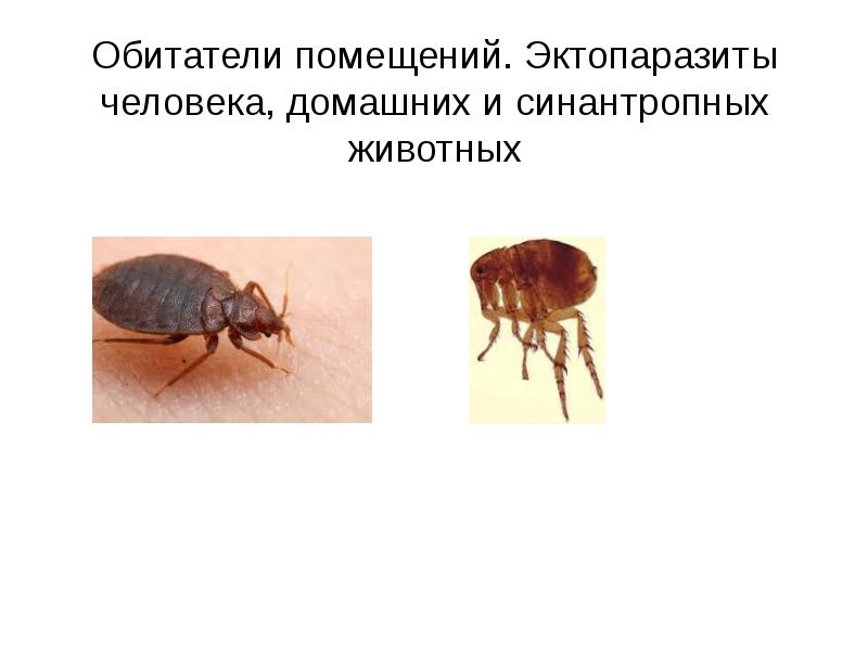 Эктопаразиты это. Эктопаразиты насекомые примеры. Синантропные паразиты.