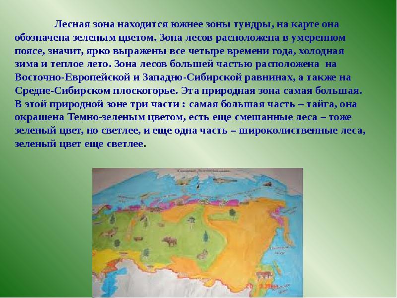 Лесная зона большую часть климатического пояса. Лесные зоны России. Зона лесов леса России.