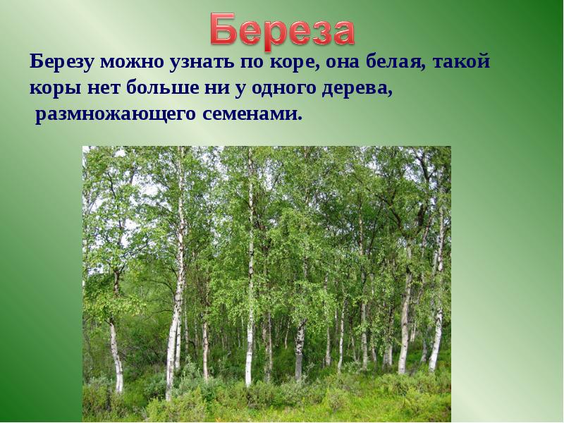 Леса россии презентация 4 класс школа россии презентация