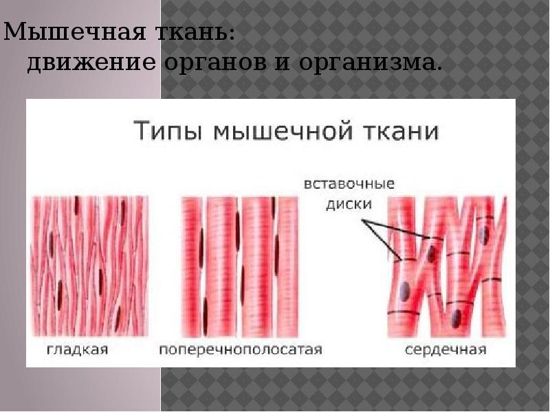 Отличия гладкой мускулатуры от поперечно полосатой. Поперечно Скелетная мышечная ткань. Поперечнополосатая мышечная ткань строение. Поперечно-полосатая Скелетная мышечная ткань в организме. Клетки поперечно-полосатой мышечной ткани.