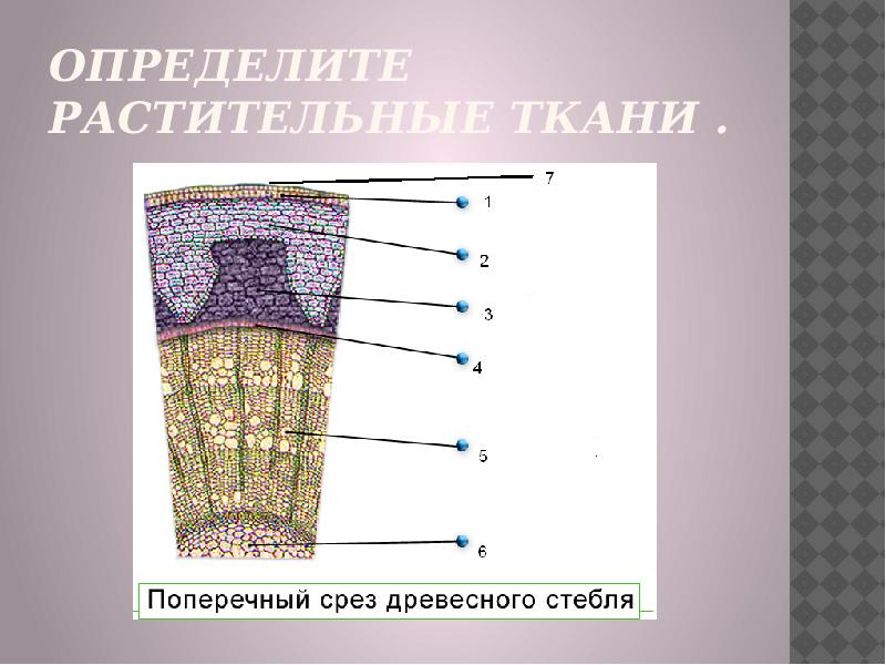 Изображение ткани растений