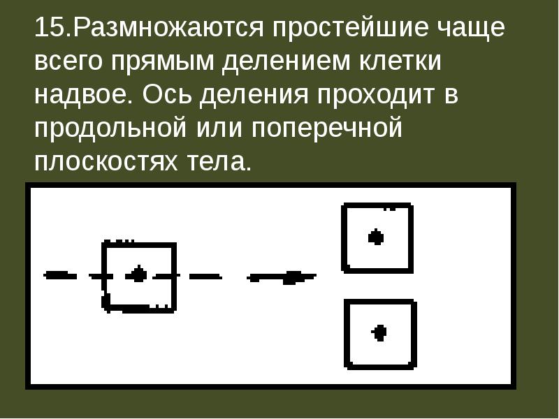 Прямое деление. Продольное деление или поперечное.