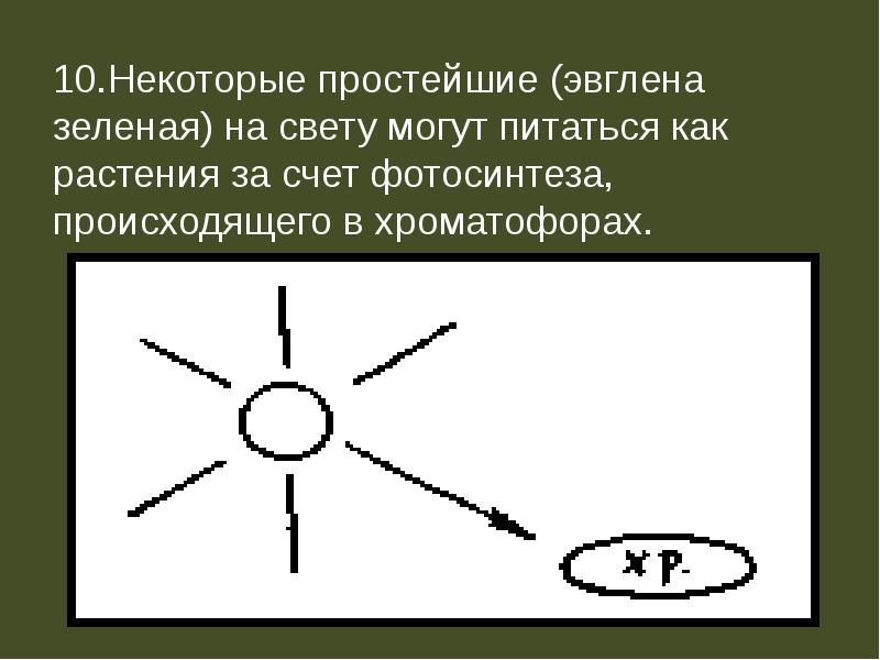 Некоторый 10. В хроматофорах на свету образуется. Простейшие которые не могут питаться как растения.