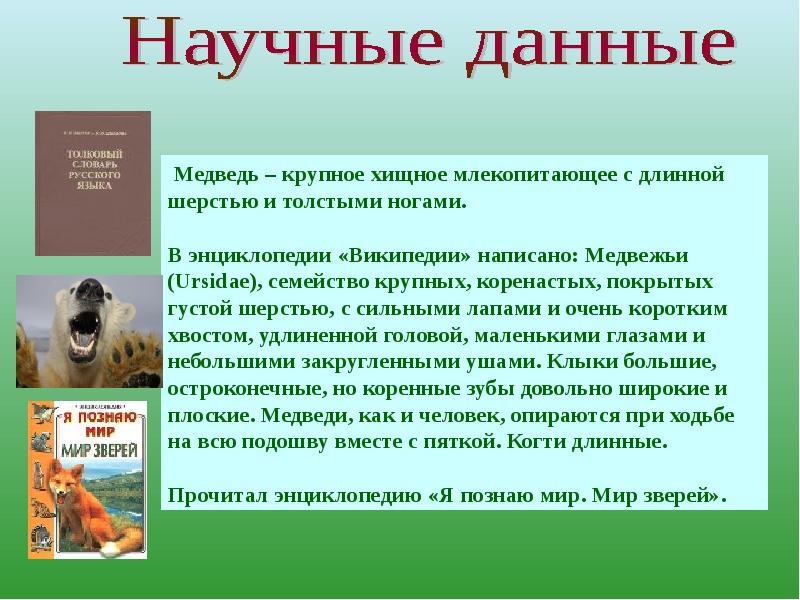 Рассказ Про Медведя В Научном Стиле