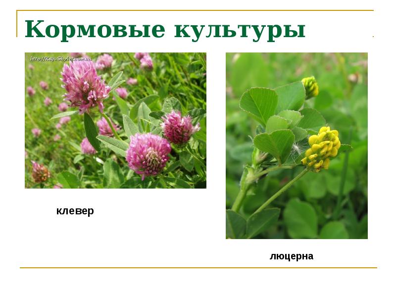 Кормовые культуры презентация