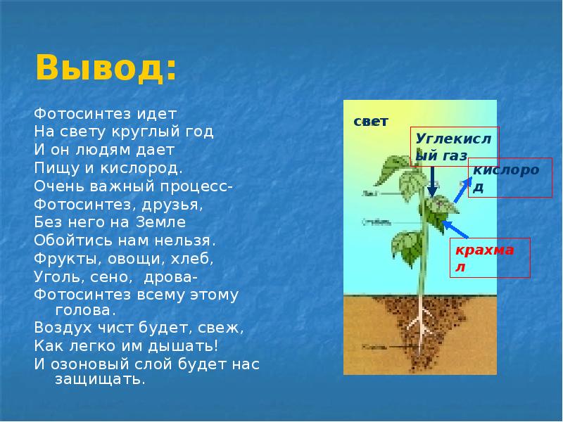 Как сделать презентацию по биологии 6 класс