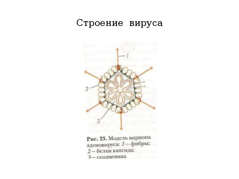 Строение вируса рисунок с подписями