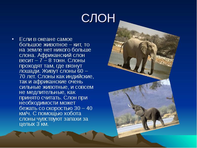 Слон рассказ окружающий мир. Презентация про животных. Африканский слон сообщение. Слон : рассказы. Доклад про слона.