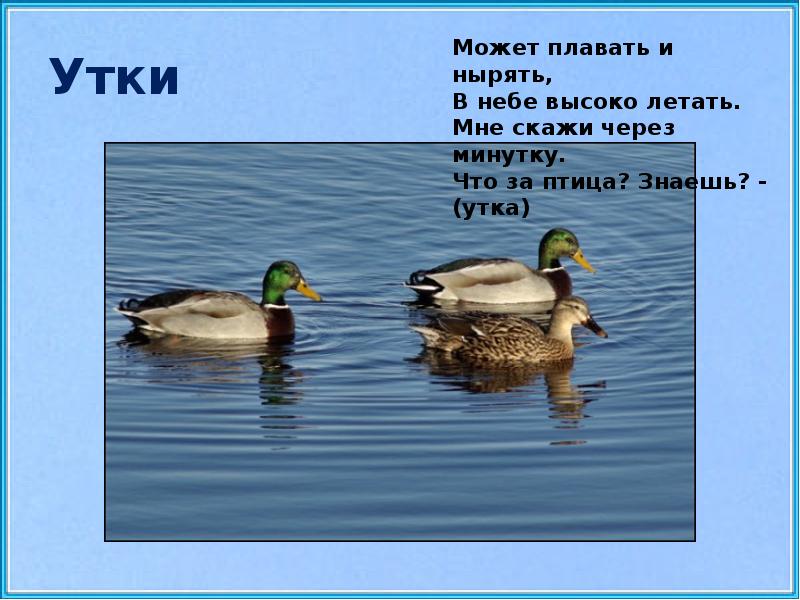 Водоплавающие жители водоемов 2 класс школа 21 века презентация