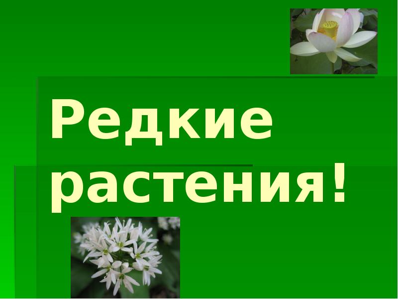 Презентация редкие растения