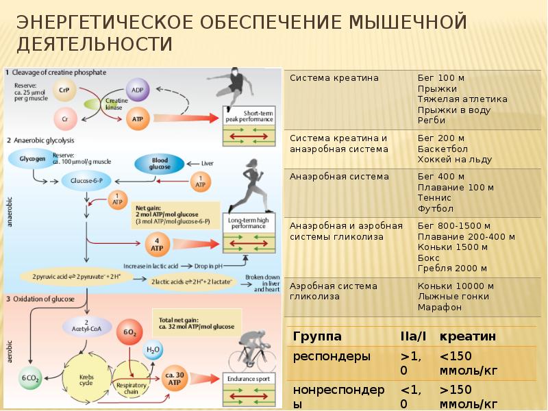 Энергетическое обеспечение. Механизмы энергообеспечения мышечной деятельности. Энергетическое обеспечение мышечной деятельности. Энергообеспечение организма. Режимы энергообеспечения мышечной деятельности.