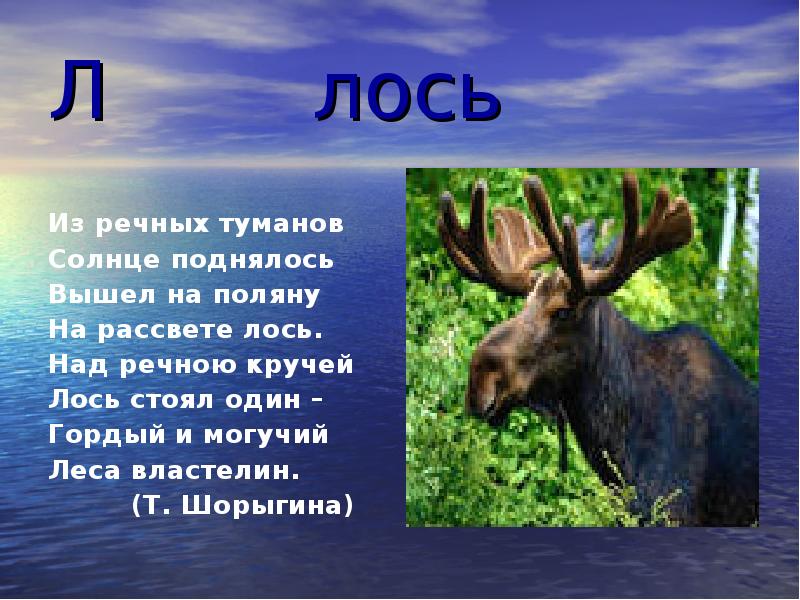 Загадка про лося. Стих про лося. Стихотворение про лося. Стих про лося для детей. Проект про лося.