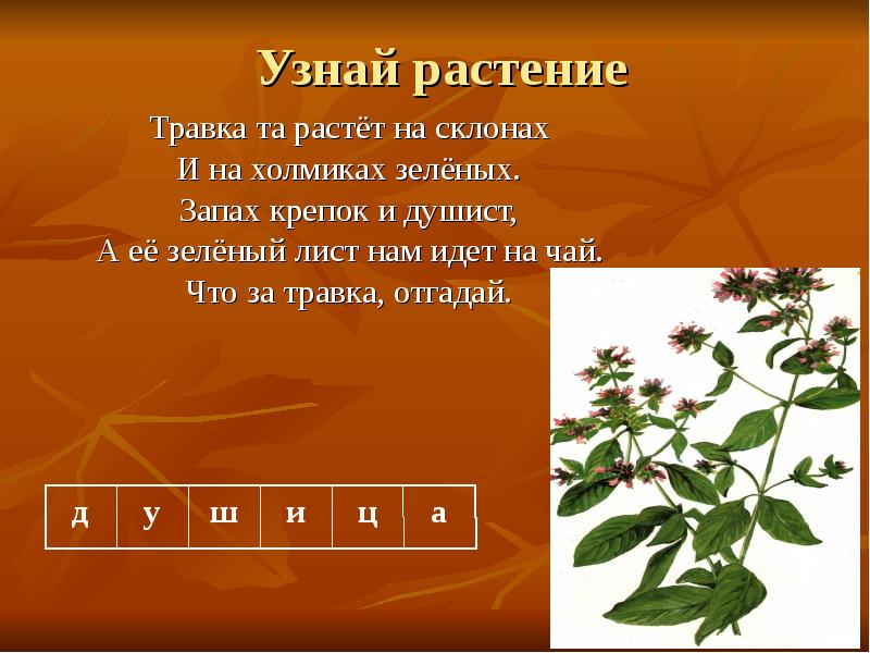 Узнать растение. Узнай растение. Травка растёт на склонах и на холмиках зелёных запах крепок душист. Травка та растет на склонах и на холмиках. Узнай растение по описанию.