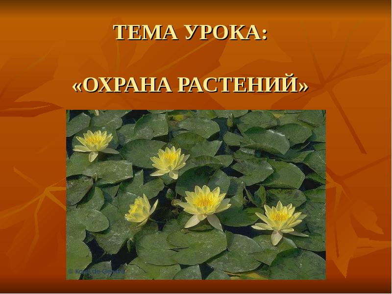 Где найти растения. Тема урока охрана растений. Направления охраны растений. Растения и их охрана 4 класс. Охрана растений фото.