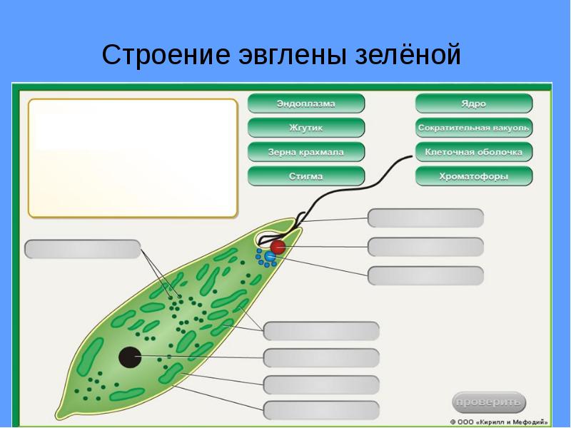 Простейшие строение рисунок