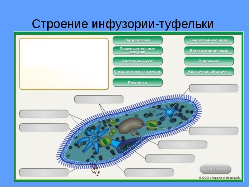 Докажите что план строения тела одноклеточных соответствует общим чертам организации ядерных