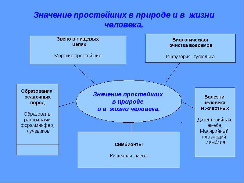 План значение простейших в природе и в жизни человека