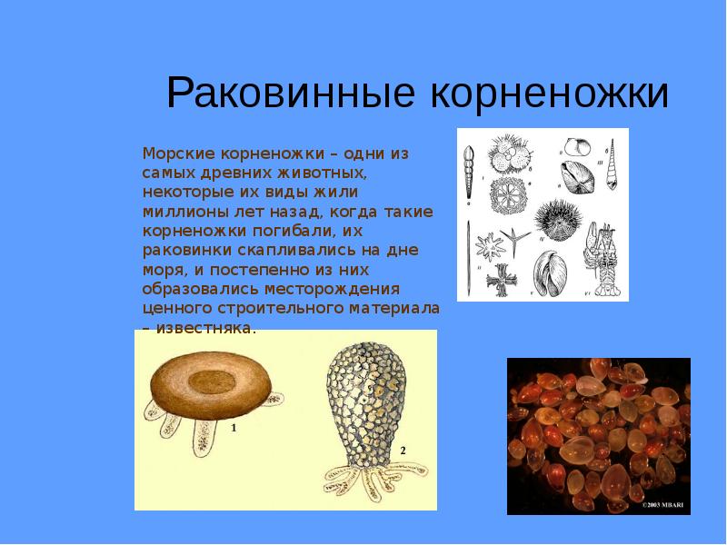 Простейшие в природе. Раковинные корненожки строение. Корненожки радиолярии солнечники Споровики. Корненожки радиолярии солнечники Споровики таблица. Морские раковинные корненожки.