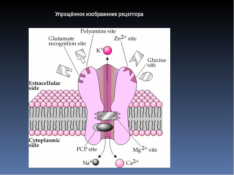 Место рецепторов. NMDA рецепторы. Глутаматный NMDA Рецептор. Ванилоидных рецепторов. Рецептор рисунок.