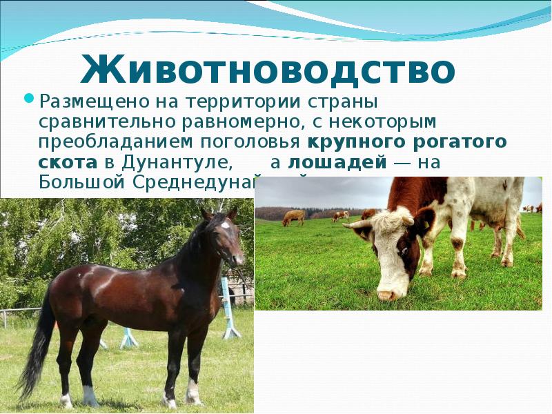 факторы размещения животноводства в россии. скотоводство размещение. молочное скотоводство в россии. факторы размещения животноводства. размещение товарного животноводства зависит от.