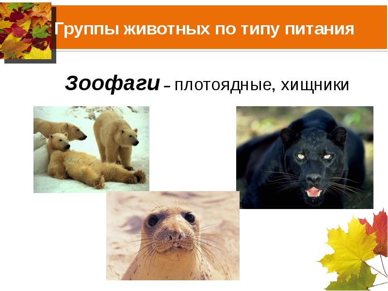 3 группы животных по способу питания
