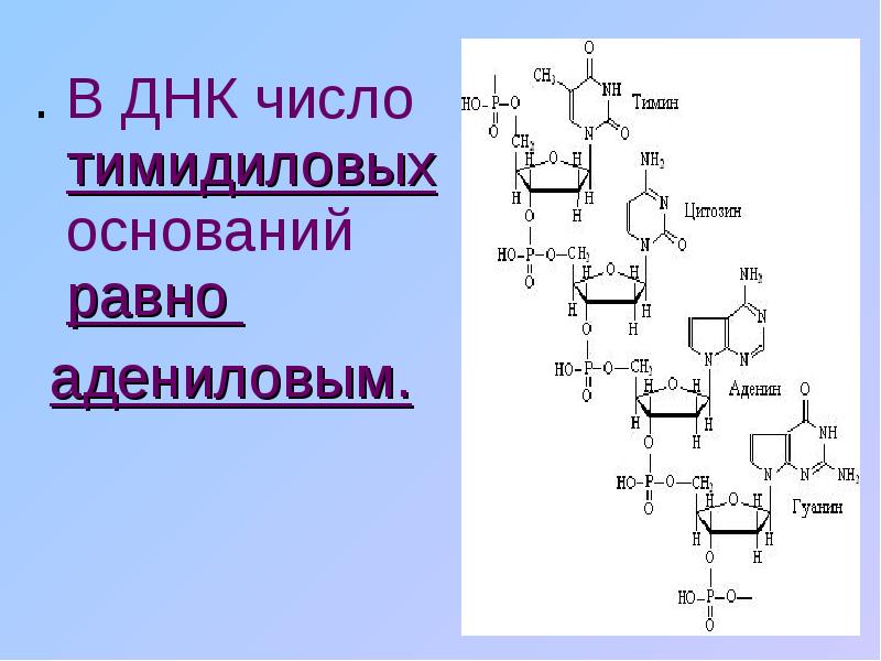 Количество днк