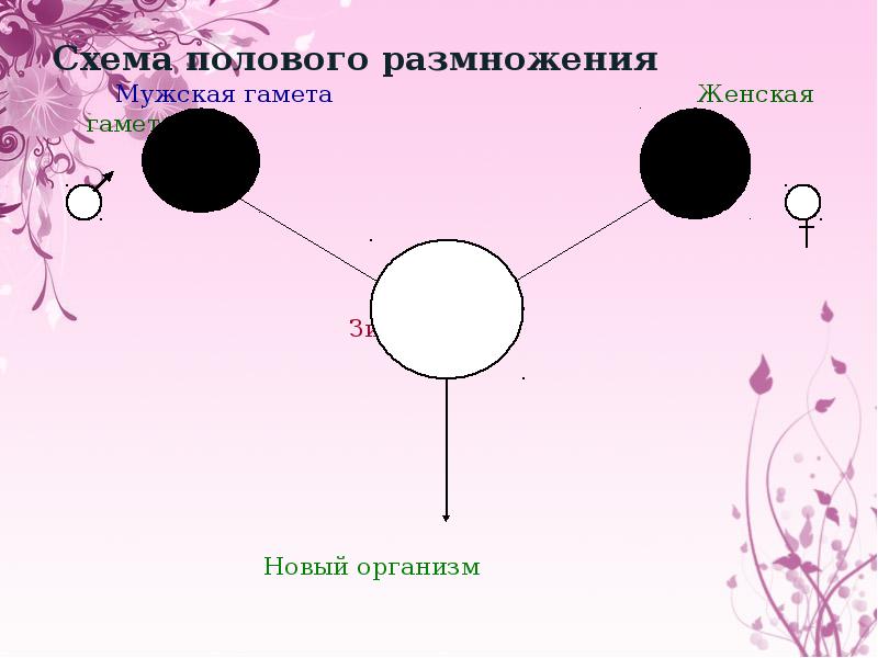 Схема полового размножения