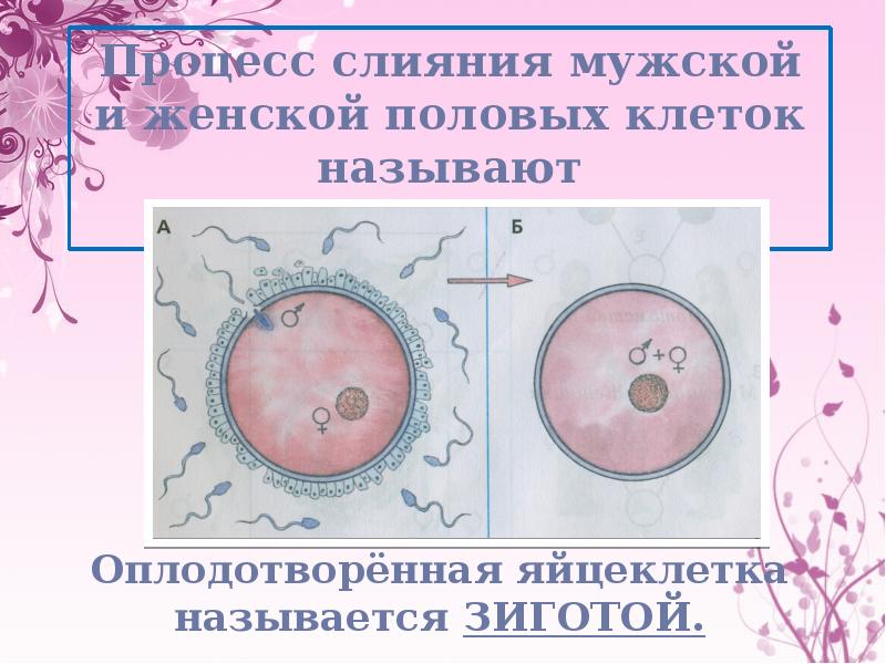 Презентация на тему как размножаются живые организмы