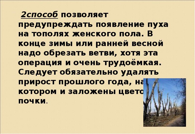 Ранил или ранял. Легенда о Тополе. Интересный факт про Тополь для 2 класса. Летом на тополях появляется пух. Летом на тополях появляется пух он покрывает.