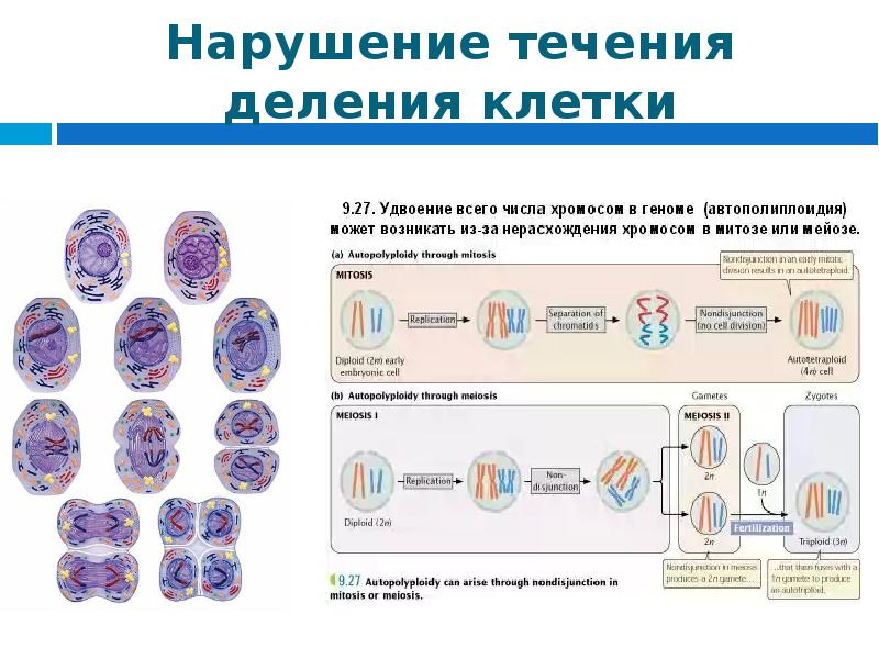 Проект деление клеток