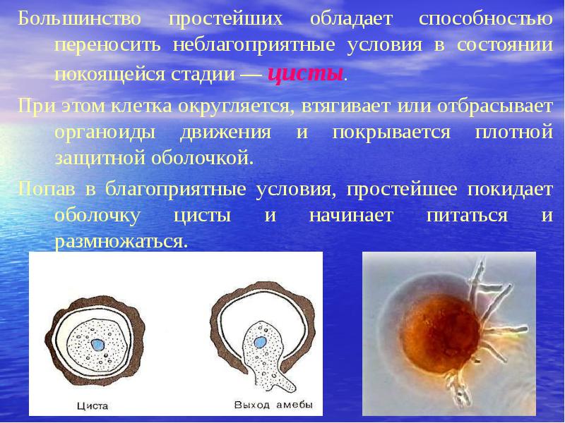 При наступлении неблагоприятных условий амеба. Цисты простейших. Стадия цисты. Цисты образуют простейшие. Неблагоприятные условия простейшие циста.