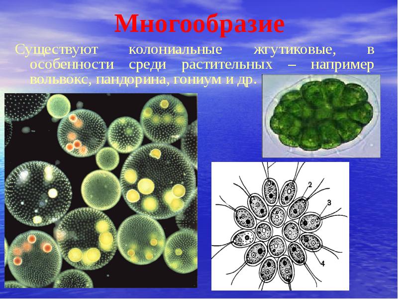 Подцарство одноклеточные 5 класс биология пасечник презентация