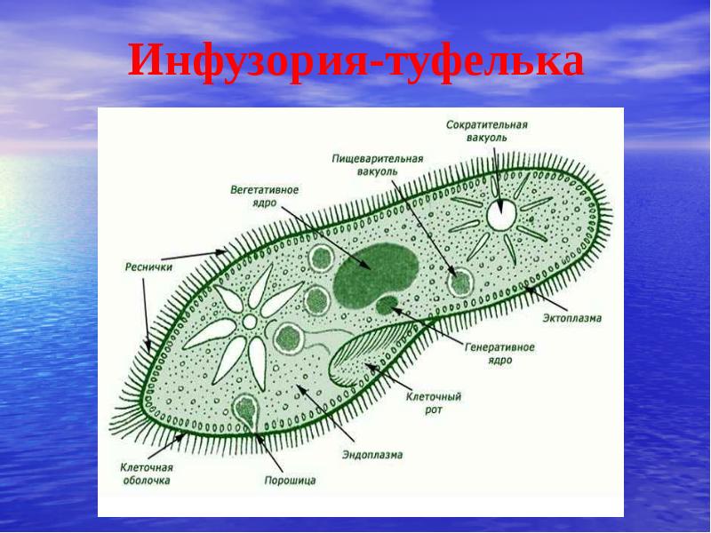 Инфузория туфелька презентация