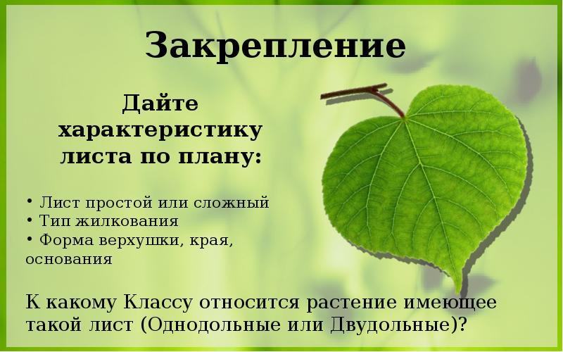 Характер листа. Подорожник простой или сложный лист. Край листовой пластинки подорожника. Дайте характеристику листа по плану. Лист подорожника форма листовой пластинки.