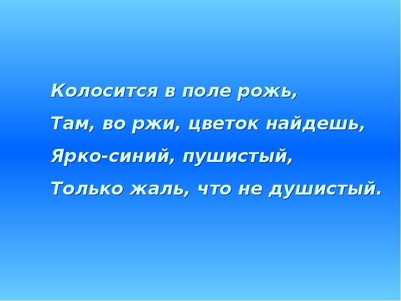 Жаль только то что. Колосится в поле рожь там во ржи цветок найдешь ярко. колосится в поле рожь там во ржи цветок найдешь ярко-синий и пушистый. колосится синоним. кудрявый и пушистый только жаль что не душистый.