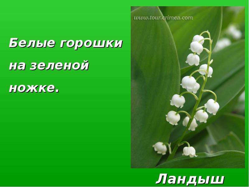 Белые горошки на зеленой ножке что это. Беленькие горошки на зеленой ножке. Белые горошины на зеленой ножке. Белые горошки на зеленой ножке ответ. Зеленый горошек на белом.