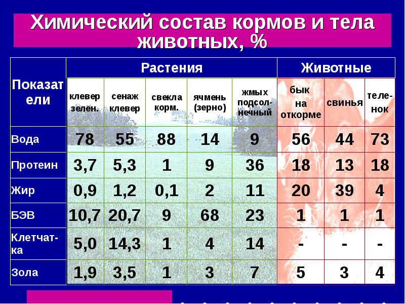 Схема хим состава кормов