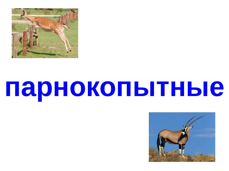 Презентация на тему парнокопытные 7 класс по биологии