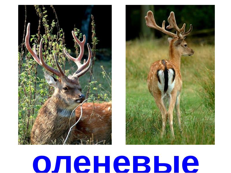 Парнокопытные сообщение 8 класс. Парнокопытные презентация.