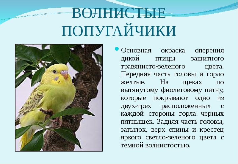 Текст описание про попугая. Волнистый попугай. Информация о попугаях. Описание попугая. Рассказ о попугае.