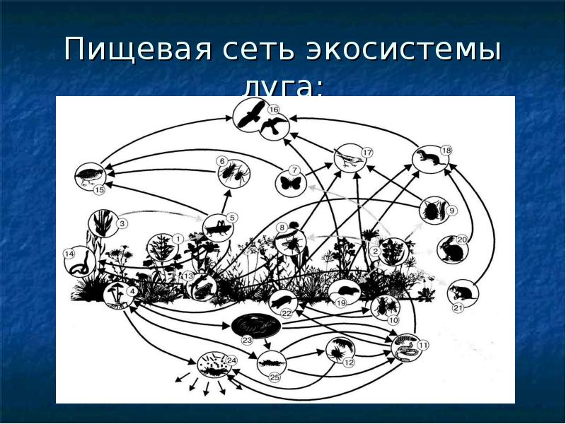 Схема пищевой сети лесного биоценоза