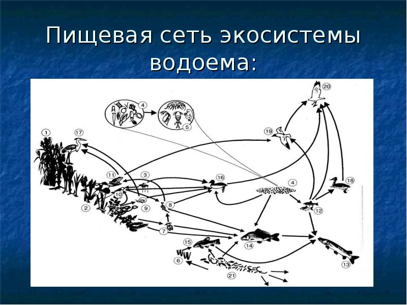 Пищевая сеть в аквариуме схема