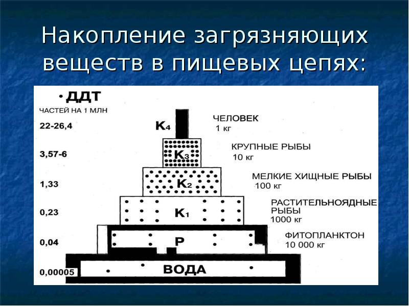 Ддт цепи. Накопление загрязняющих веществ в пищевых цепях. Биологическое накопление в пищевых цепях это. Накопление ДДТ В пищевой цепи. Накопление токсикантов в пищевых цепях.