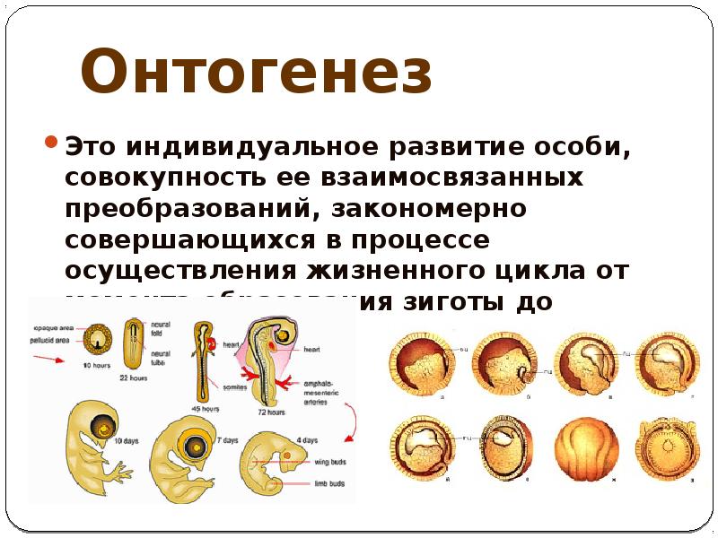 Индивидуальный онтогенез. Понятие онтогенеза. Онтогенез кратко и понятно. Онтогенез зародышевое развитие организмов. Онтогенез биология 10 класс.