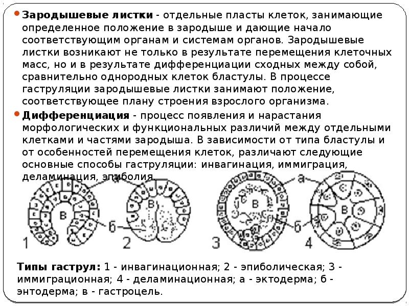 Зародышевые листки ткани. Происхождение тканей зародышевые листки. Зародышевый листок позвоночного животного. Строение зародышевых листков эмбриона. Строение зародышевого листка.