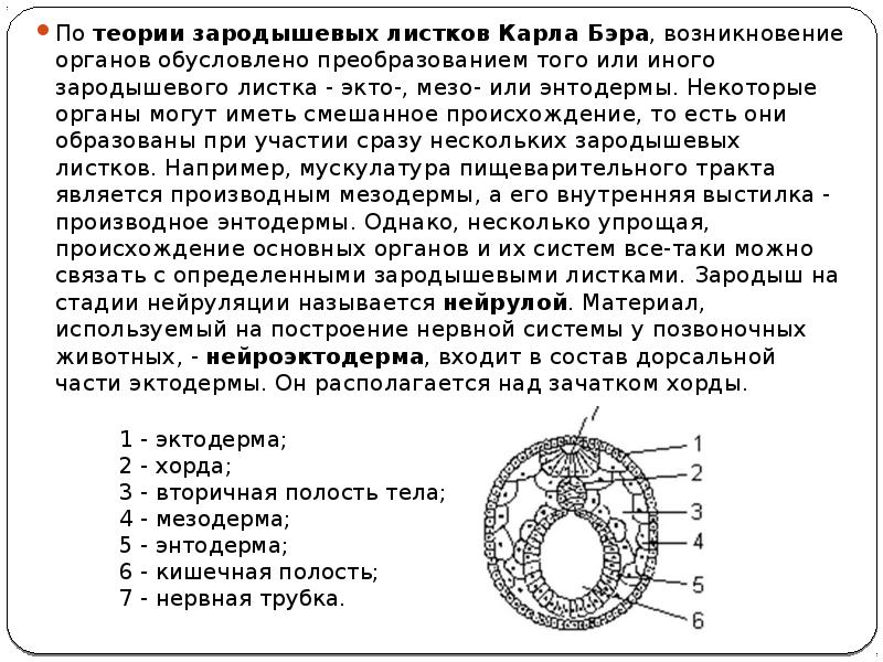 Производные зародышевых. Зародышевый листок позвоночного животного. Строение зародышевых листков эмбриона. Строение зародышевого листка. Зародышевый листок зародыша позвоночного животного.