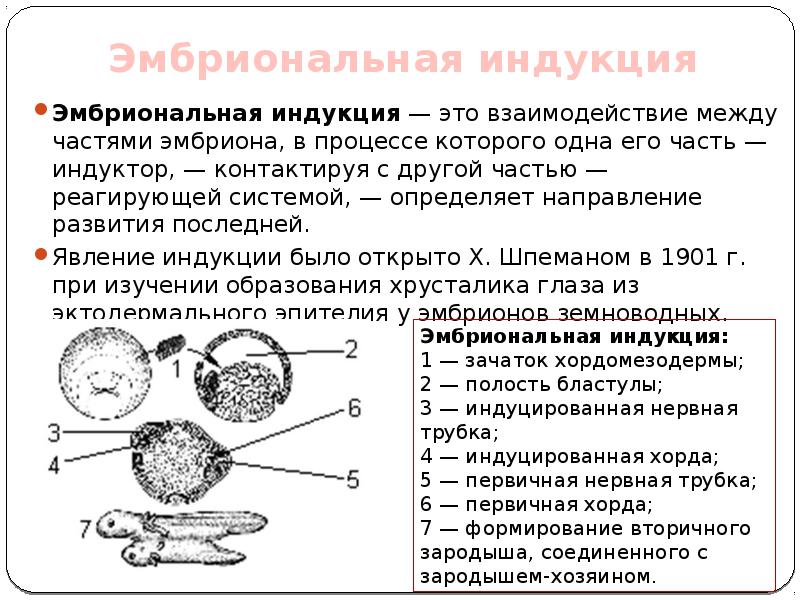 Эмбриональная индукция. Шпеман эмбриональная индукция. Опыт Шпемана эмбриональная индукция. Индуктор в эмбриональной индукции. Ганс Шпеман эмбриональная индукция.