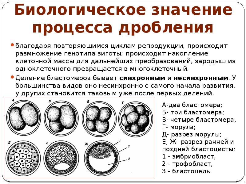 Эмбриогенез 10 класс презентация