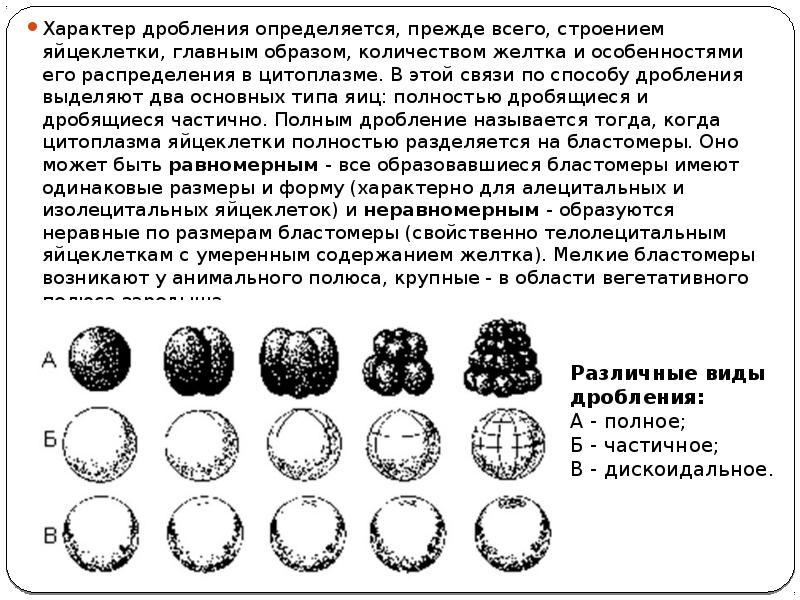 Дробление. Типы яйцеклеток дробления и бластул. Типы дробления зиготы. Виды дробления в зависимости от типа яйцеклетки. Тип дробления центролецитальных яйцеклеток.